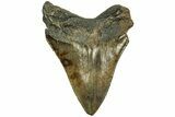 Fossil Megalodon Tooth - South Carolina #204602-1